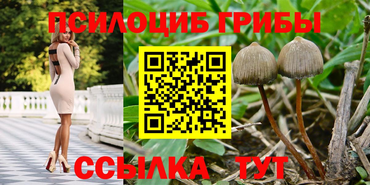 Десногорск  Псилоцибиновые грибы Cubensis  Вход с VPN 